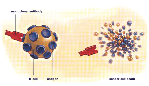 Monoclonal antibody therapy Monoclonal antibody therapy